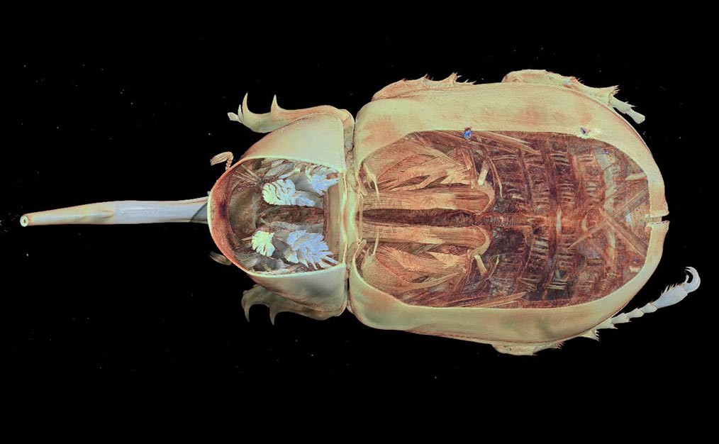 Dynaste (scarabée) numérisé par microtomographie Dynaste (scarabée) numérisé par microtomographie