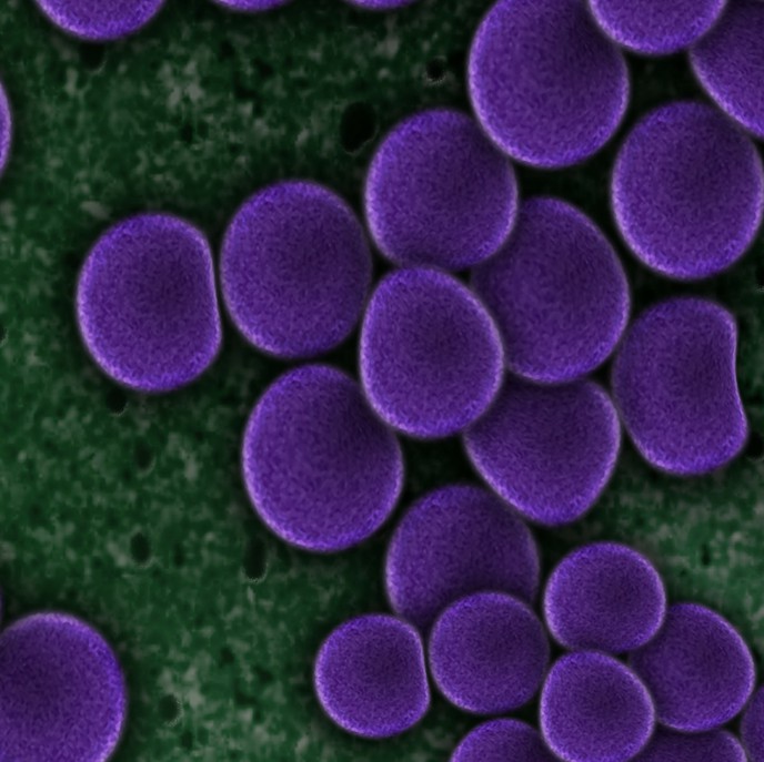 The harmful bacteria Staphylococcus aureus.